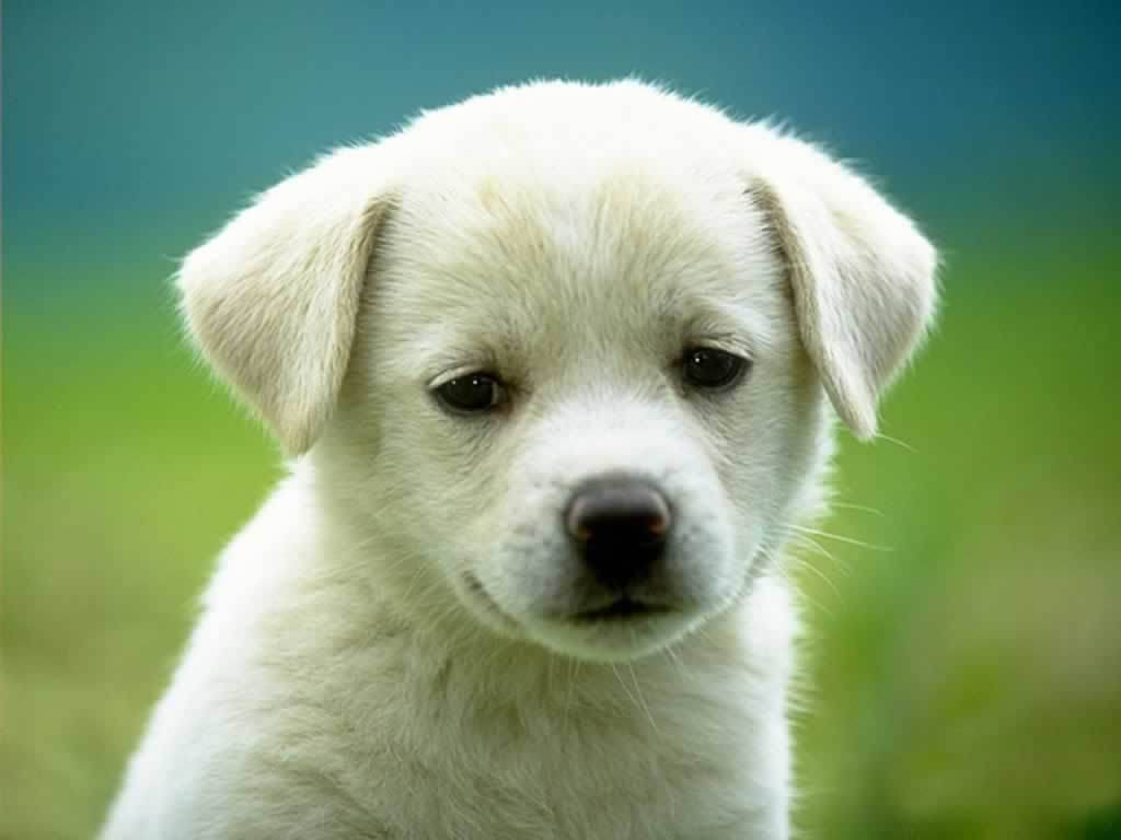 Cute Dog White Pictures