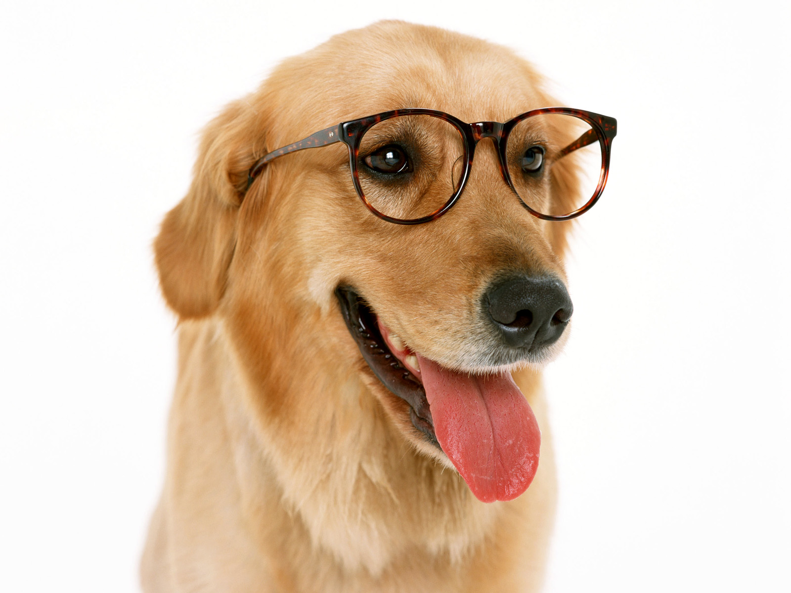 Cute Dog with Glasses