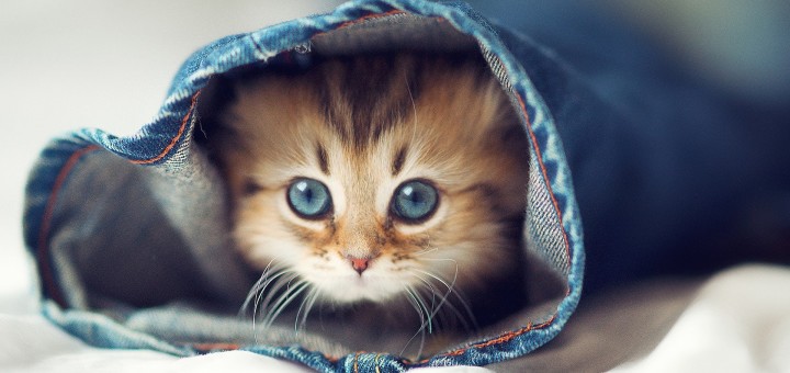 Cute Kitten Pics_01