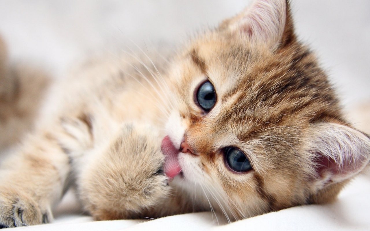 Cute Kitten Pics_02