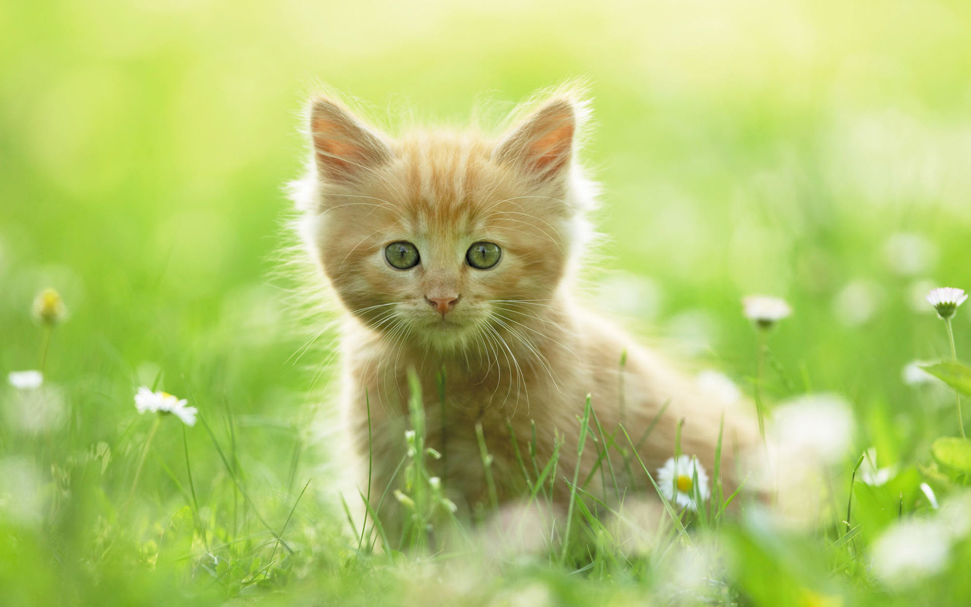 Cute Kitten Pics_03