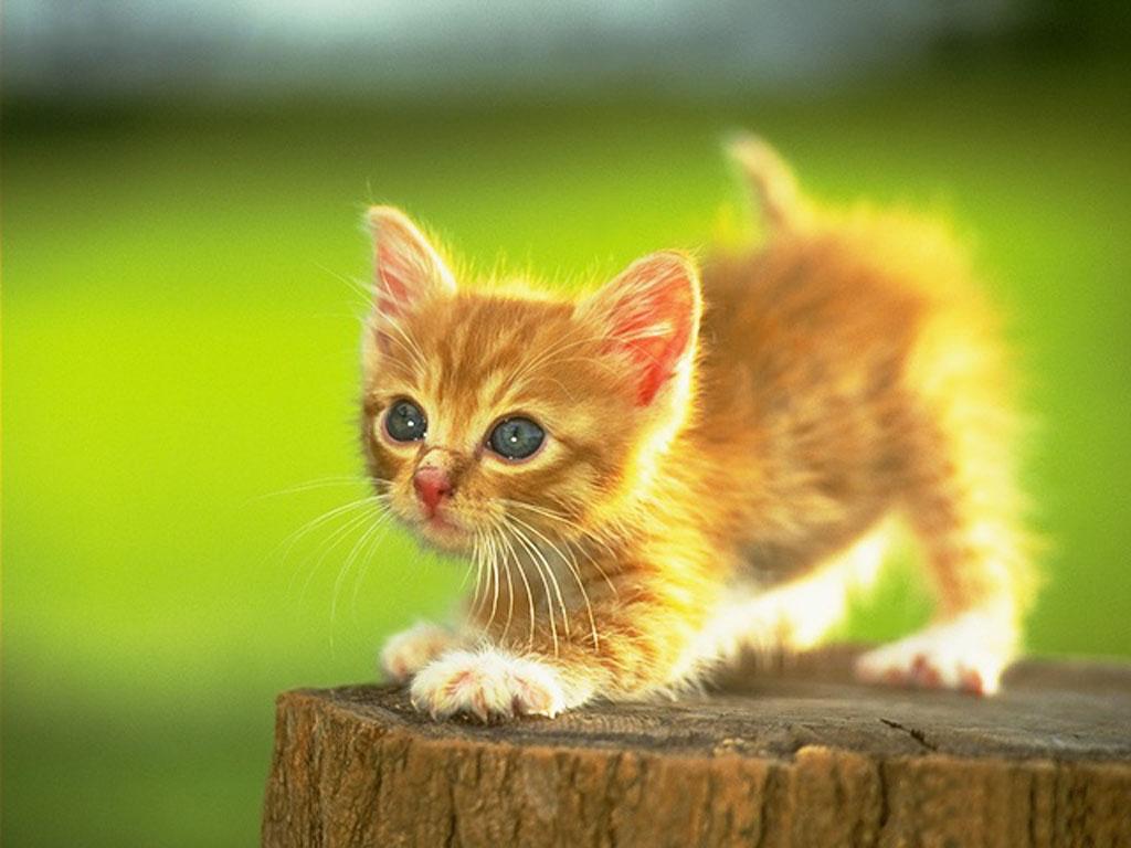 Cute Kitten Pics_08