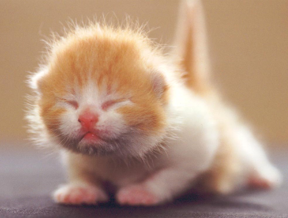 Cute Kitten Pics_10