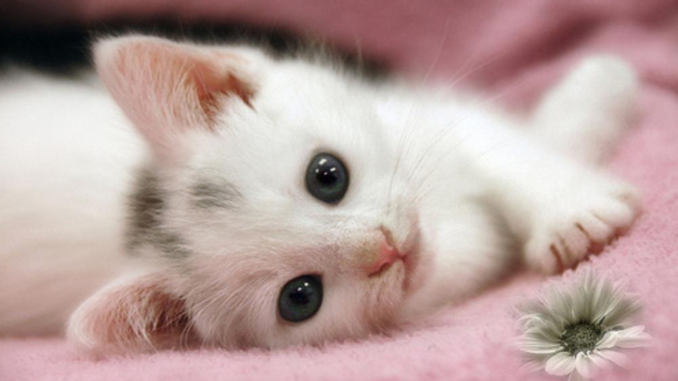 Cute Kitten Pics_15
