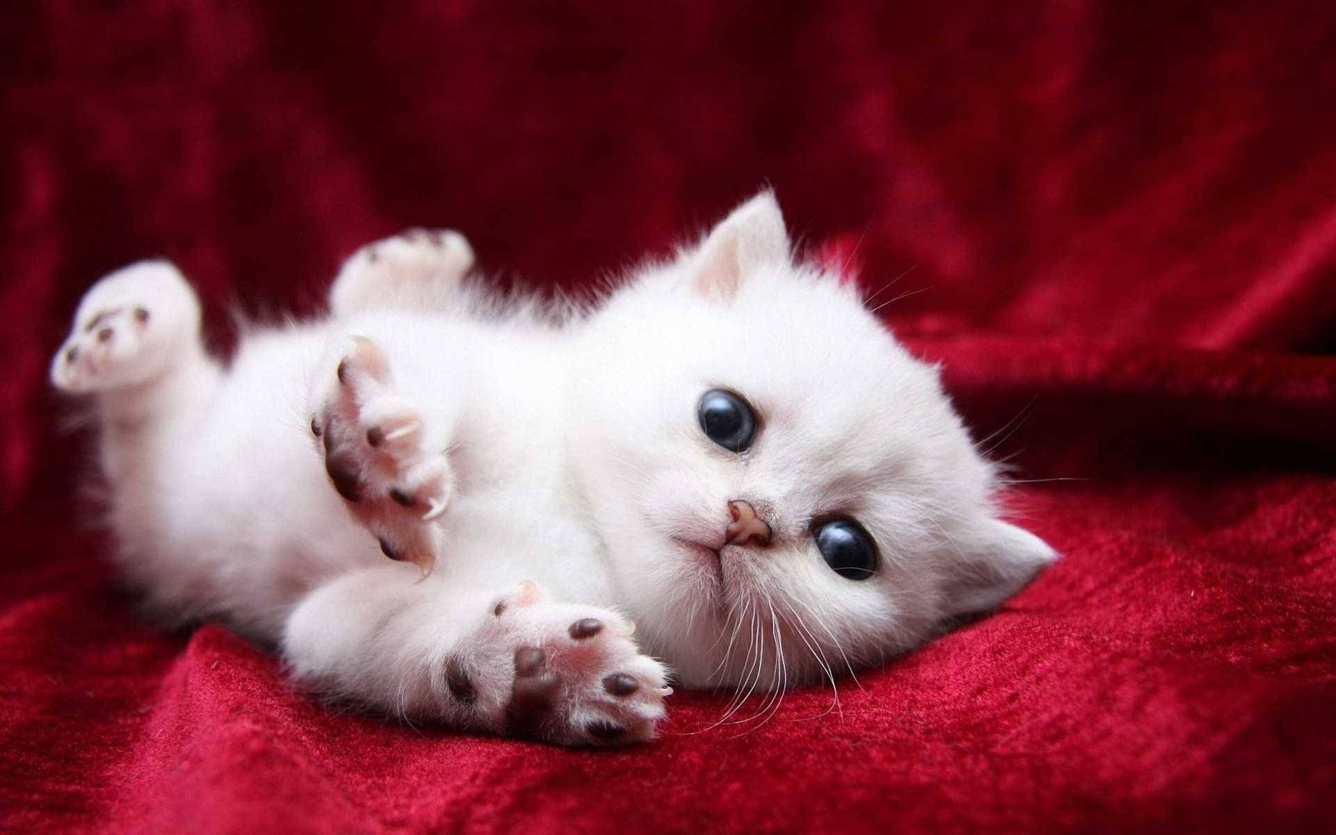 Cute Kitten Pics_21