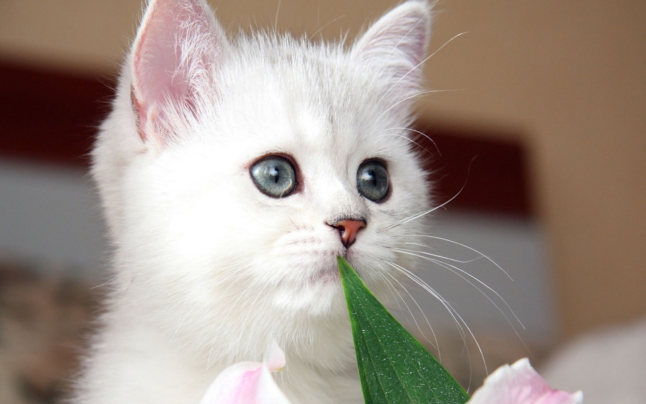 Cute Kitten Pics_25
