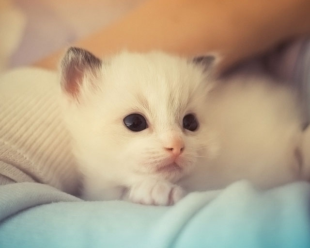 Cute Kitten Pics_30