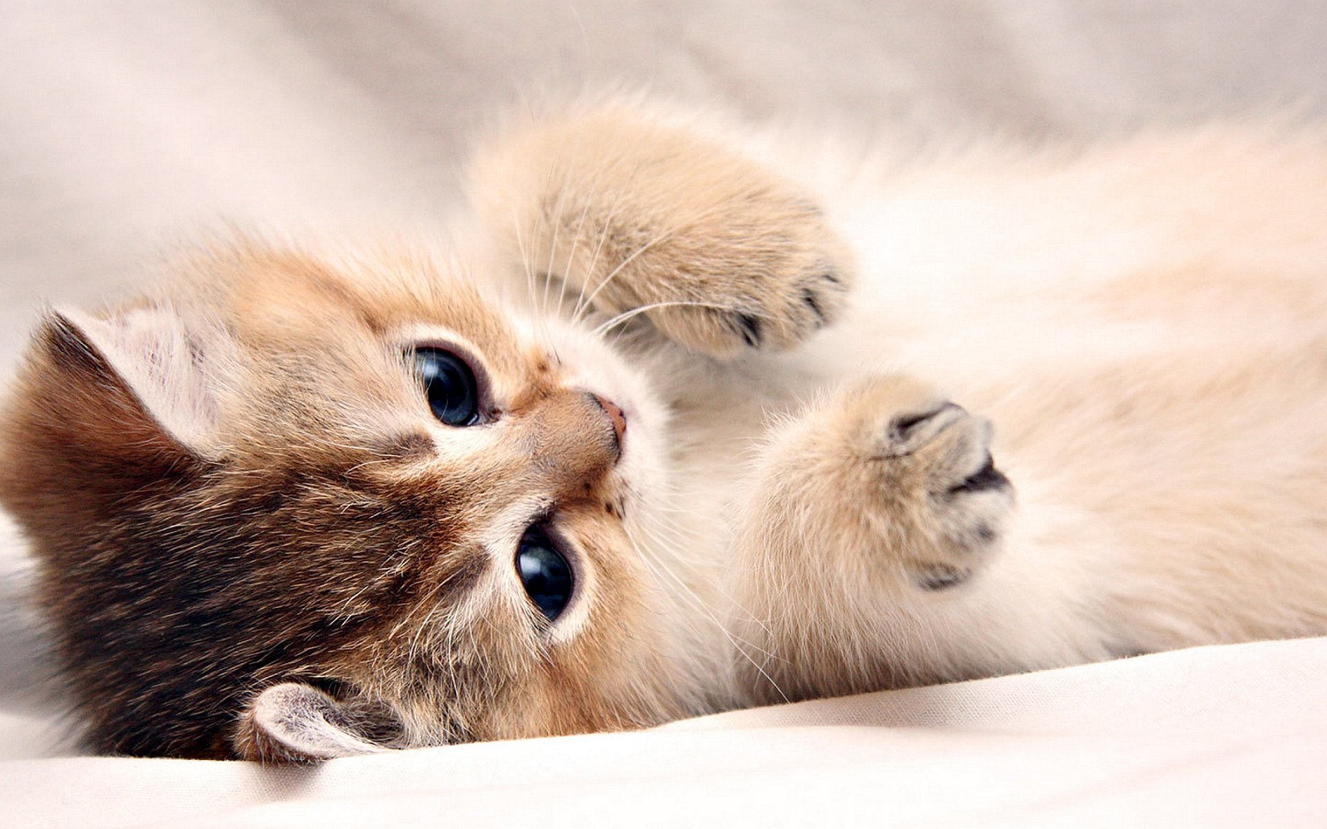 Cute Kitten Pics_33