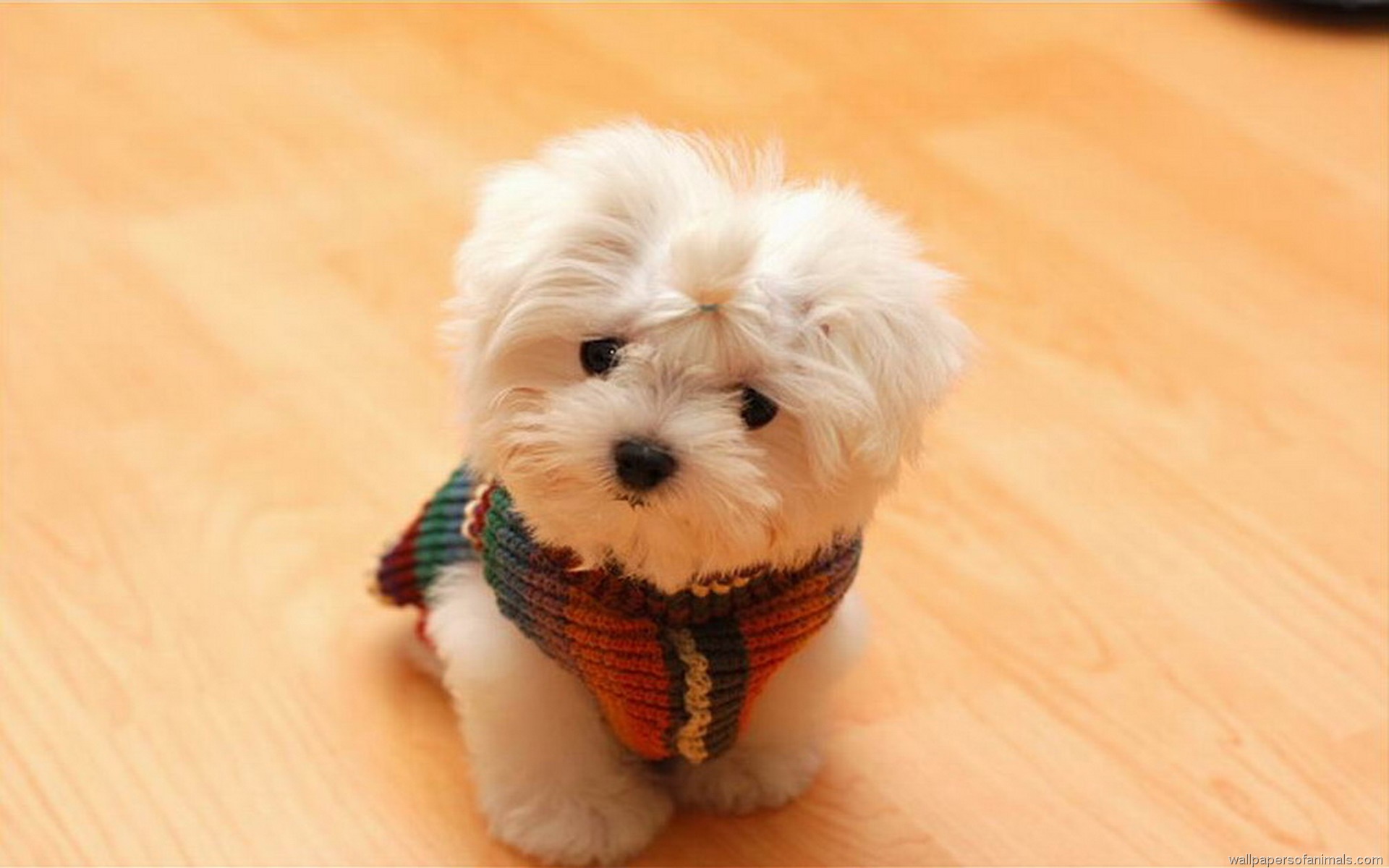 Cute Small Dog Pictures