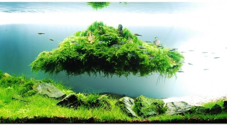 Aquascape, The Beauty Of The Inside Water Garden - InspirationSeek.com