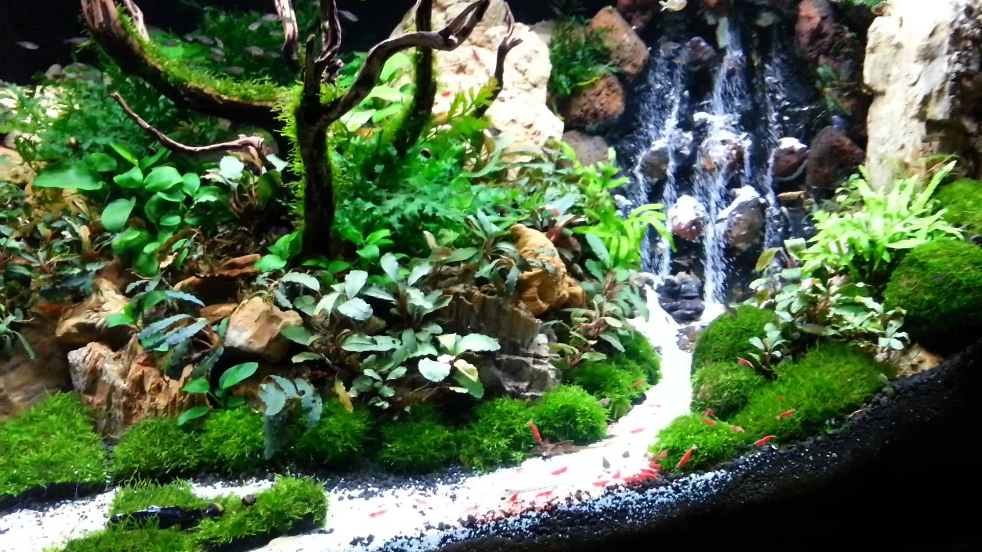 Aquascape, The Beauty Of The Inside Water Garden  InspirationSeek.com