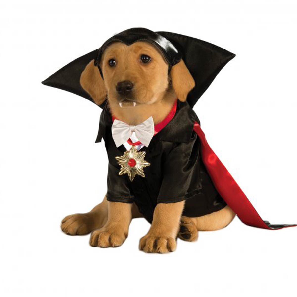 42 Halloween  Dog  Costume  Ideas  InspirationSeek com