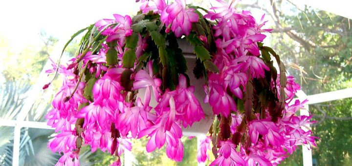 Christmas Cactus Flowers in Hanging Pot
