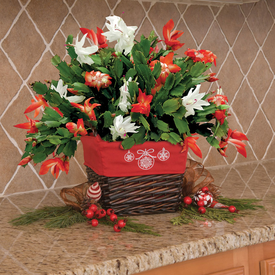 Christmas Cactus Red and White
