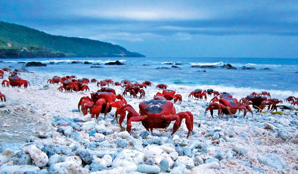 Christmas Island Crabs Pictures.