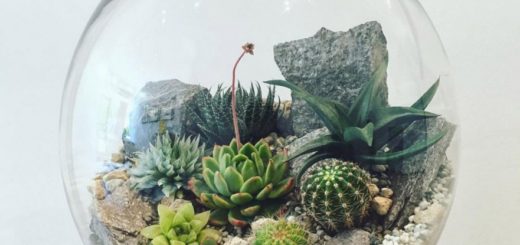 Terrarium Ideas of Desert Plants